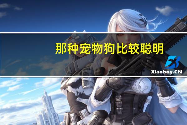 那种宠物狗比较聪明