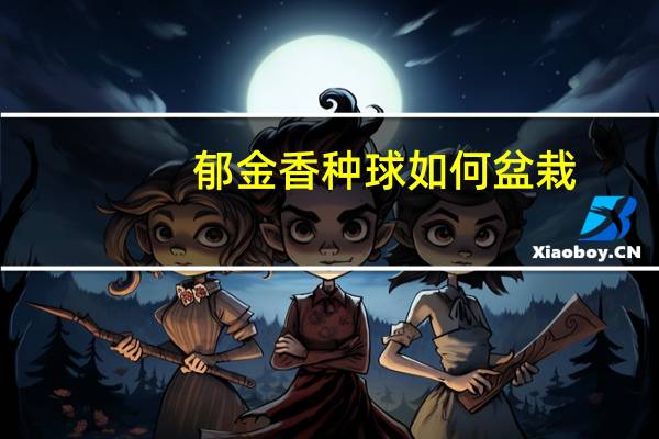 郁金香种球如何盆栽
