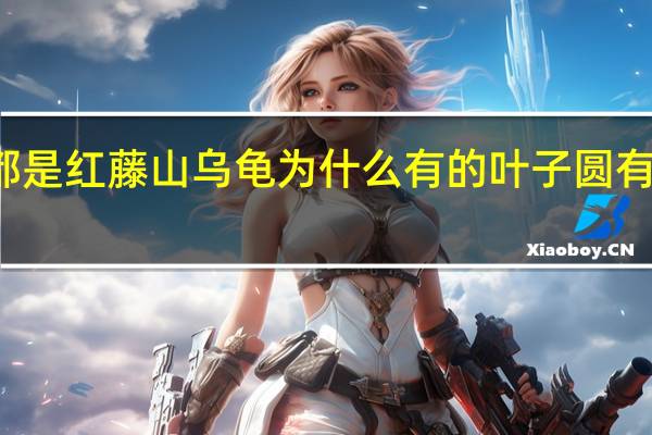 都是红藤山乌龟为什么有的叶子圆有的不圆