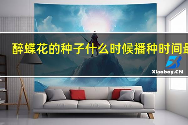 醉蝶花的种子什么时候播种时间最佳