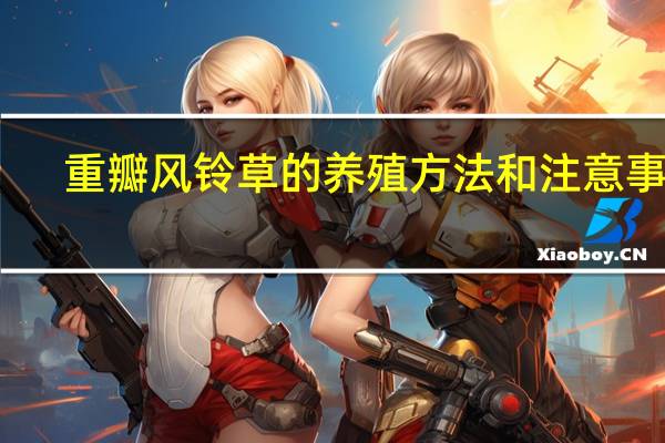 重瓣风铃草的养殖方法和注意事项