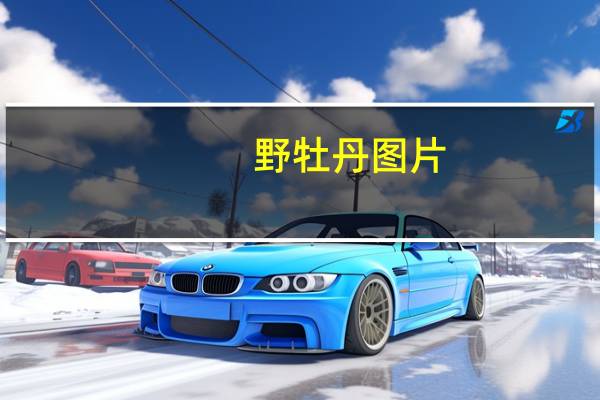 野牡丹图片（叶牡丹）