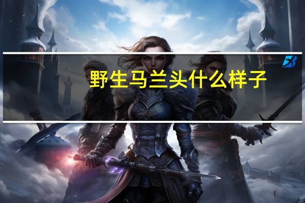 野生马兰头什么样子