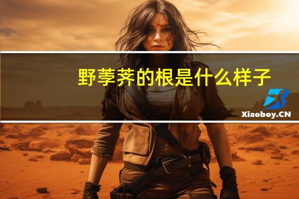 野荸荠的根是什么样子