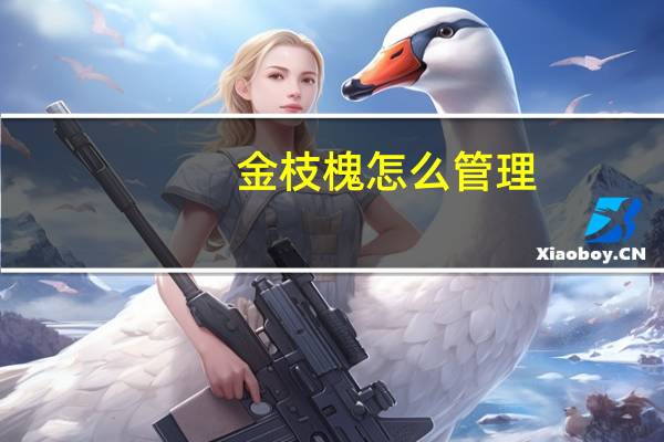 金枝槐怎么管理