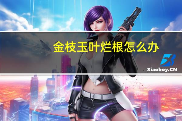 金枝玉叶烂根怎么办