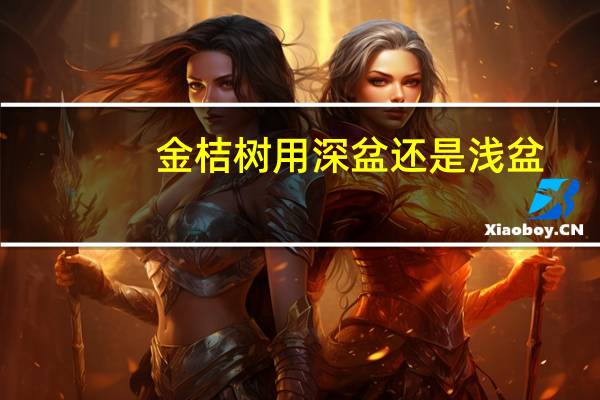 金桔树用深盆还是浅盆