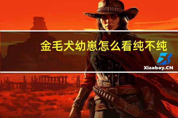金毛犬幼崽怎么看纯不纯（金毛犬的饲养）