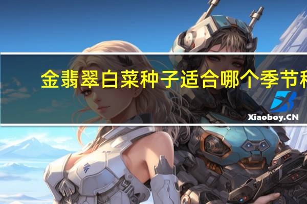 金翡翠白菜种子适合哪个季节种