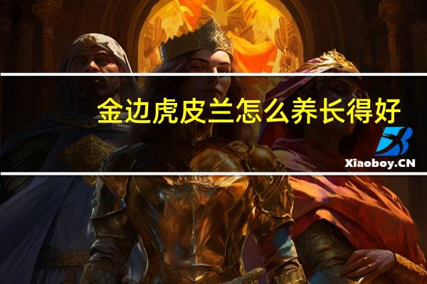 金边虎皮兰怎么养长得好