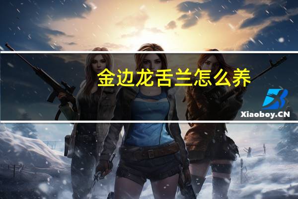 金边龙舌兰怎么养