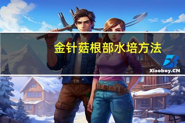 金针菇根部水培方法