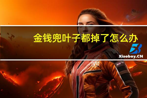 金钱兜叶子都掉了怎么办