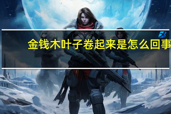 金钱木叶子卷起来是怎么回事