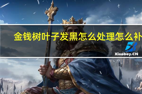 金钱树叶子发黑怎么处理怎么补救