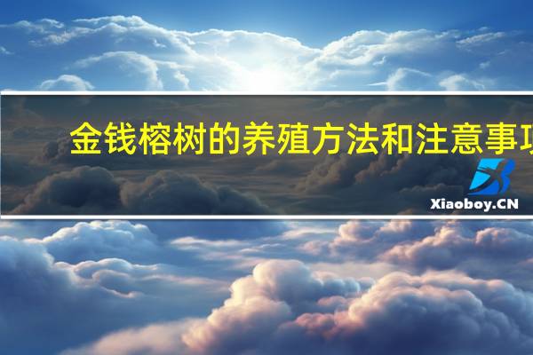 金钱榕树的养殖方法和注意事项