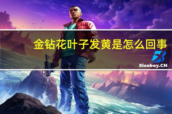 金钻花叶子发黄是怎么回事