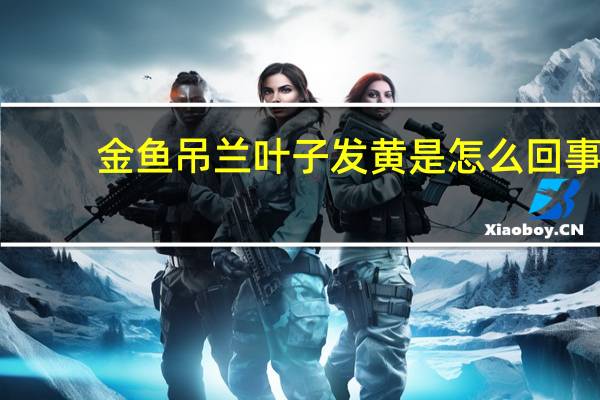 金鱼吊兰叶子发黄是怎么回事