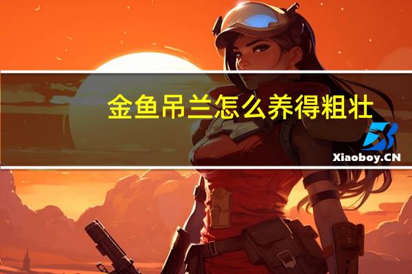 金鱼吊兰怎么养得粗壮