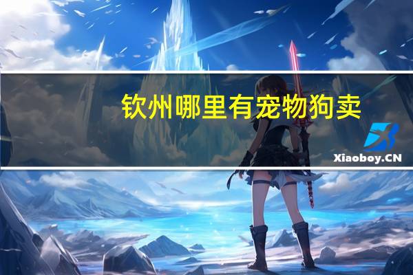 钦州哪里有宠物狗卖
