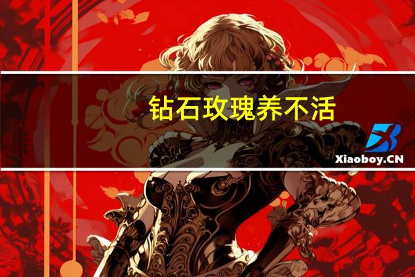 钻石玫瑰养不活