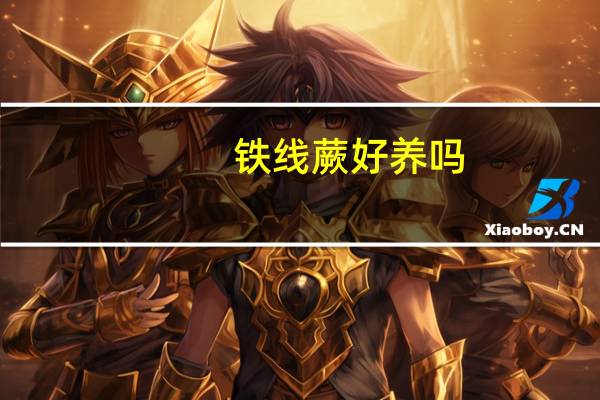 铁线蕨好养吗