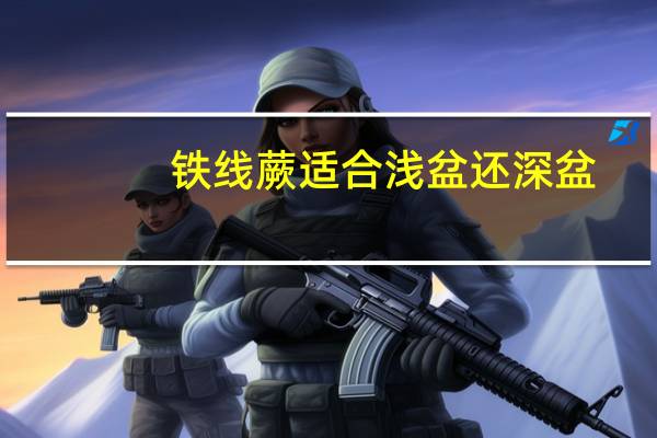 铁线蕨适合浅盆还深盆