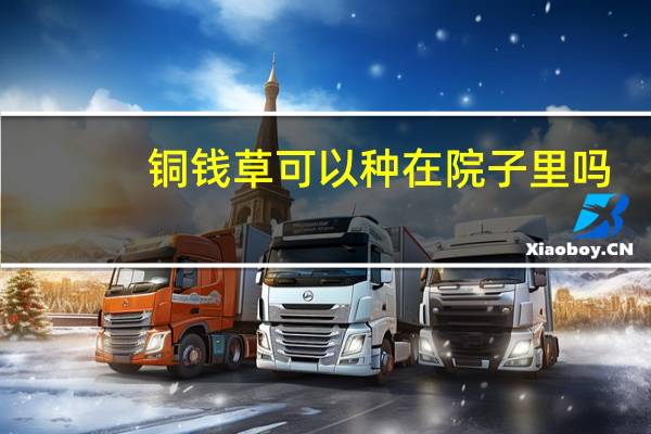 铜钱草可以种在院子里吗