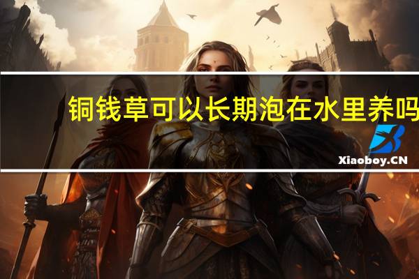 铜钱草可以长期泡在水里养吗