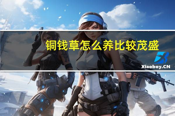 铜钱草怎么养比较茂盛