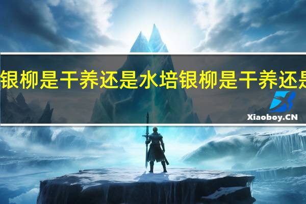 银柳是干养还是水培 银柳是干养还是水培