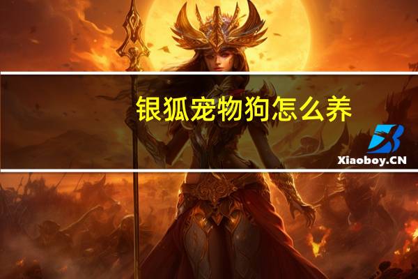 银狐宠物狗怎么养