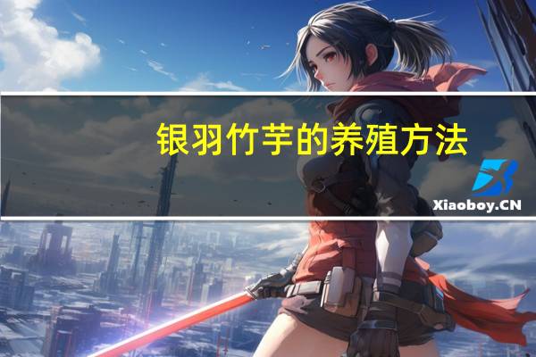 银羽竹芋的养殖方法