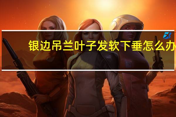 银边吊兰叶子发软下垂怎么办