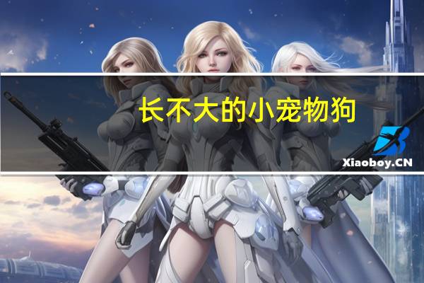 长不大的小宠物狗