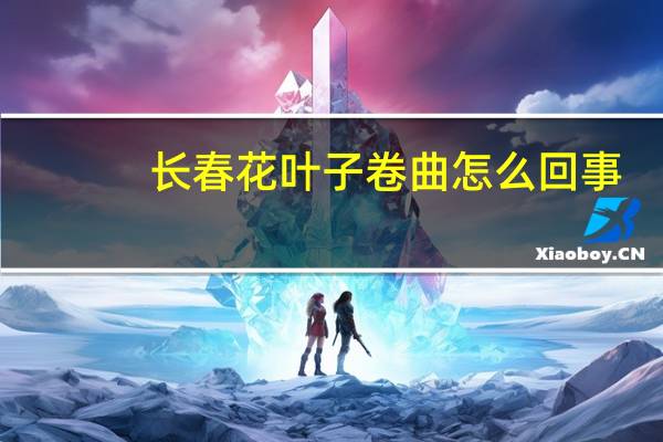 长春花叶子卷曲怎么回事