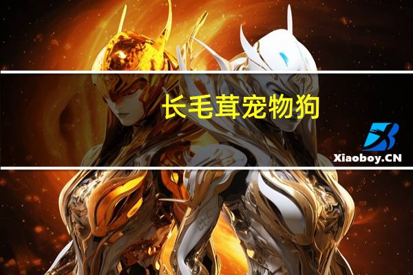 长毛茸宠物狗