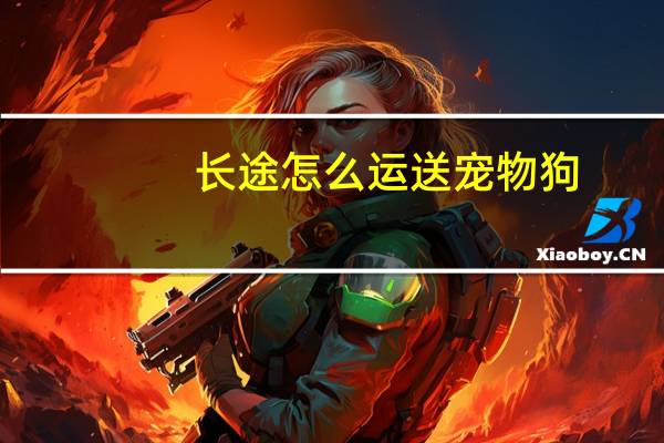 长途怎么运送宠物狗