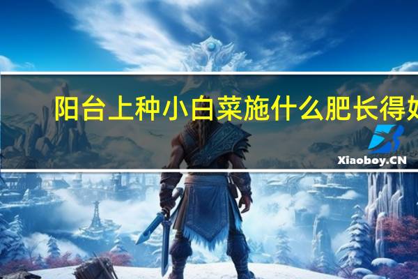 阳台上种小白菜施什么肥长得好