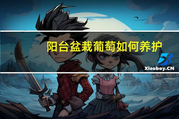 阳台盆栽葡萄如何养护