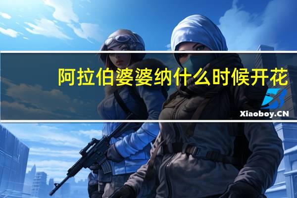 阿拉伯婆婆纳什么时候开花