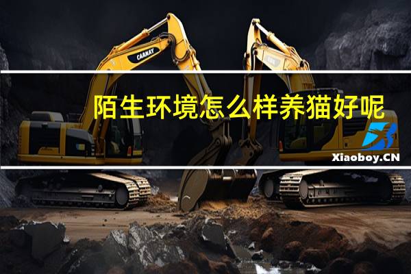 陌生环境怎么样养猫好呢