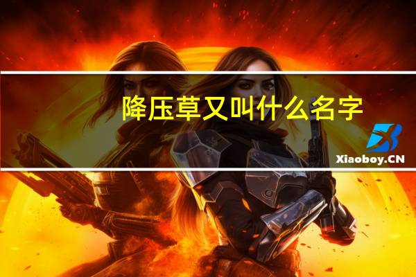 降压草又叫什么名字