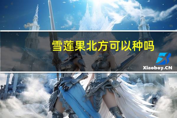 雪莲果北方可以种吗