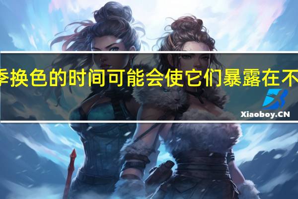 雪鞋兔冬季换色的时间可能会使它们暴露在不断变化的气候中