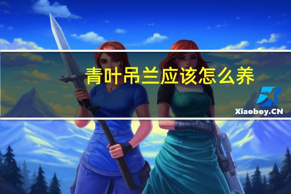 青叶吊兰应该怎么养