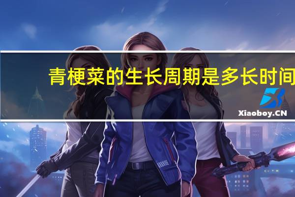 青梗菜的生长周期是多长时间
