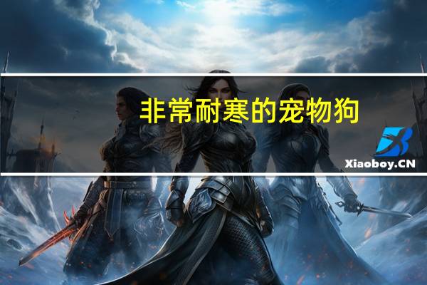 非常耐寒的宠物狗