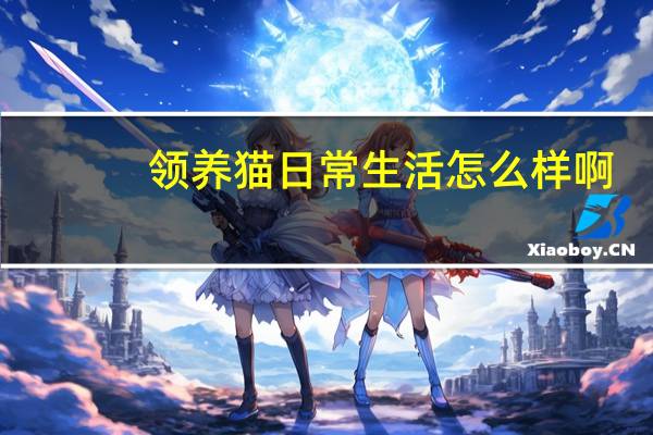 领养猫日常生活怎么样啊