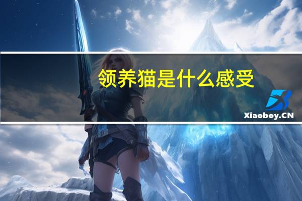 领养猫是什么感受